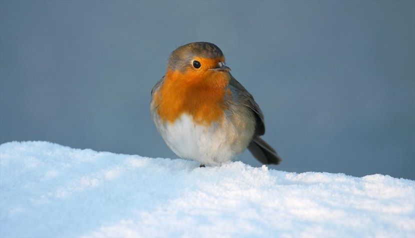 Robin at Hiller Gardens